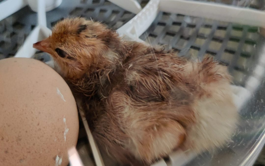 We have chicks!!!