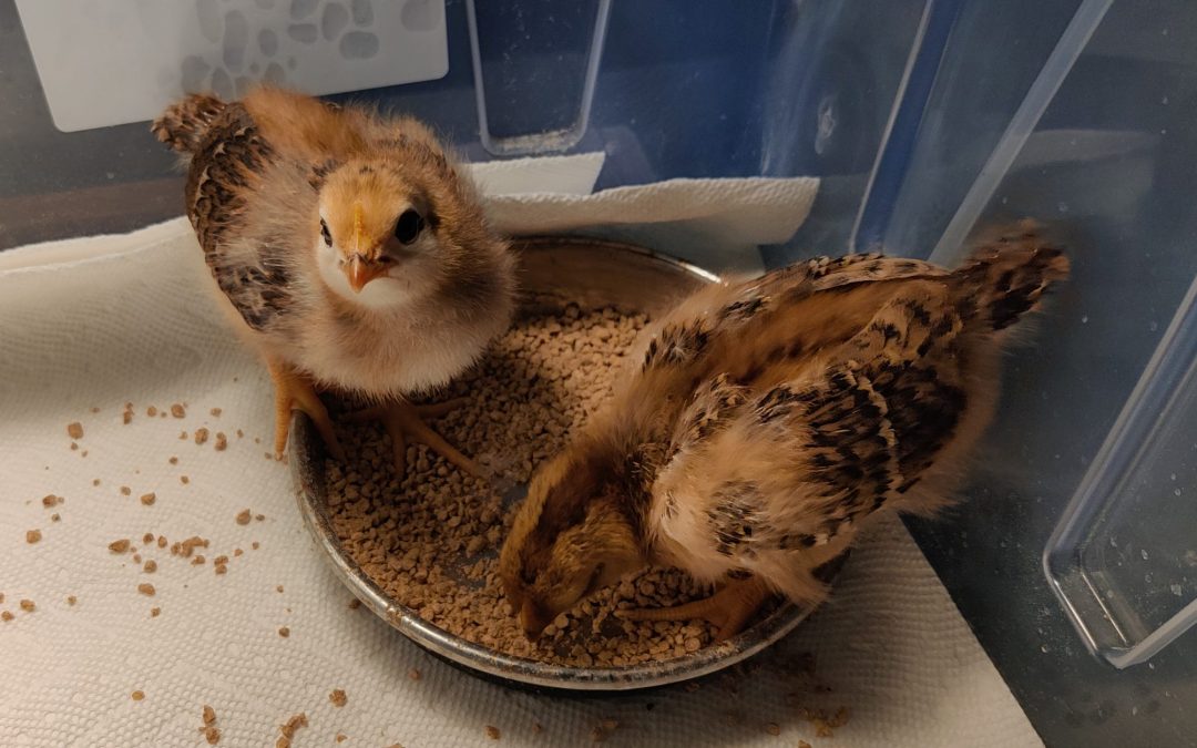 They grow faster when you feed them