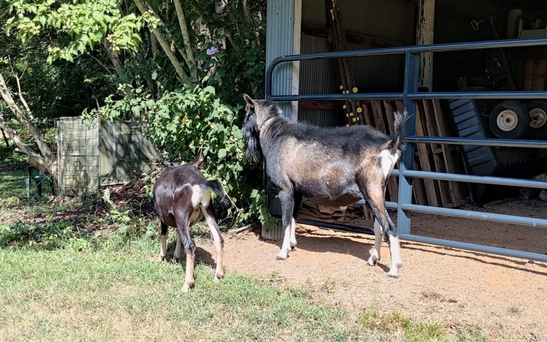 Goat visitors!!!