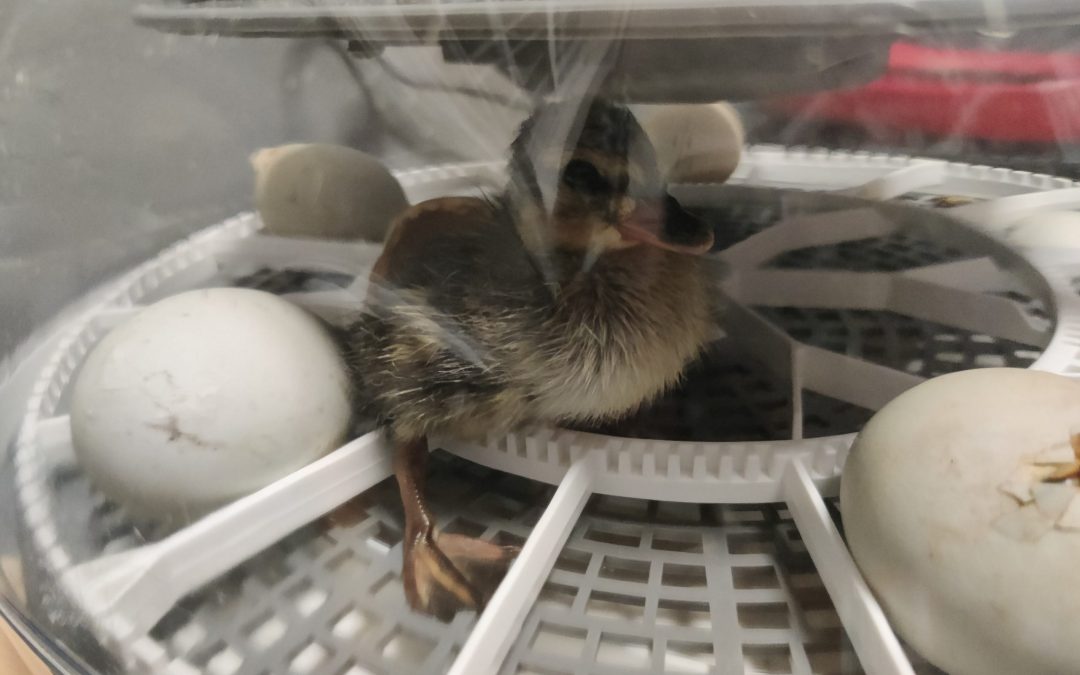 The first ducking is hatched