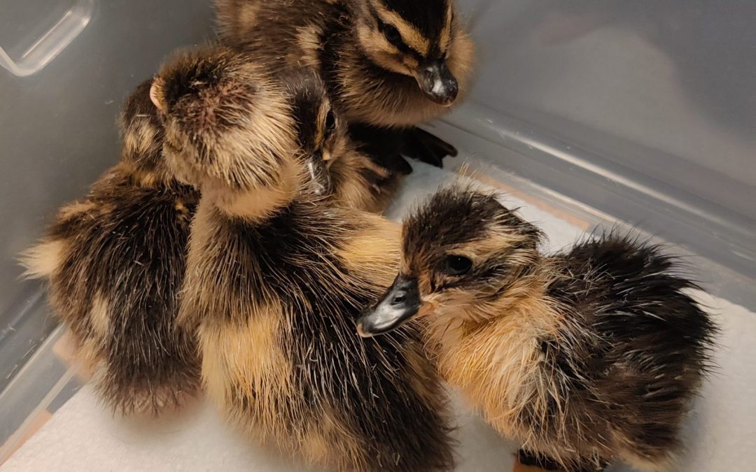 Baby ducklings are so cute…