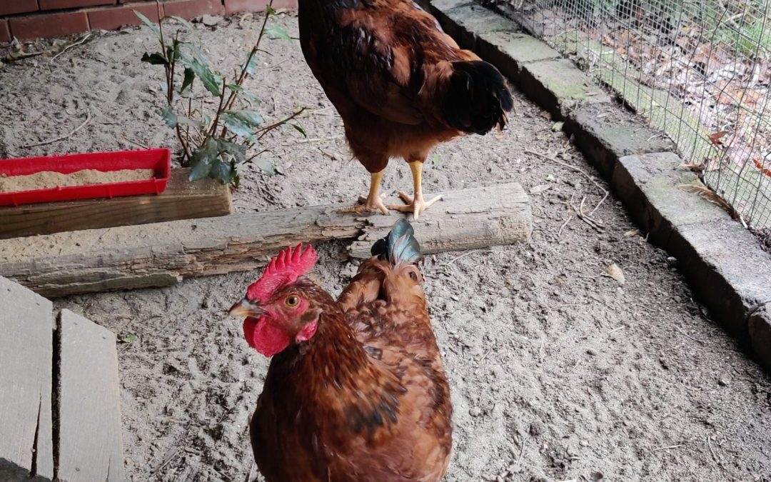They are as big as the parents now