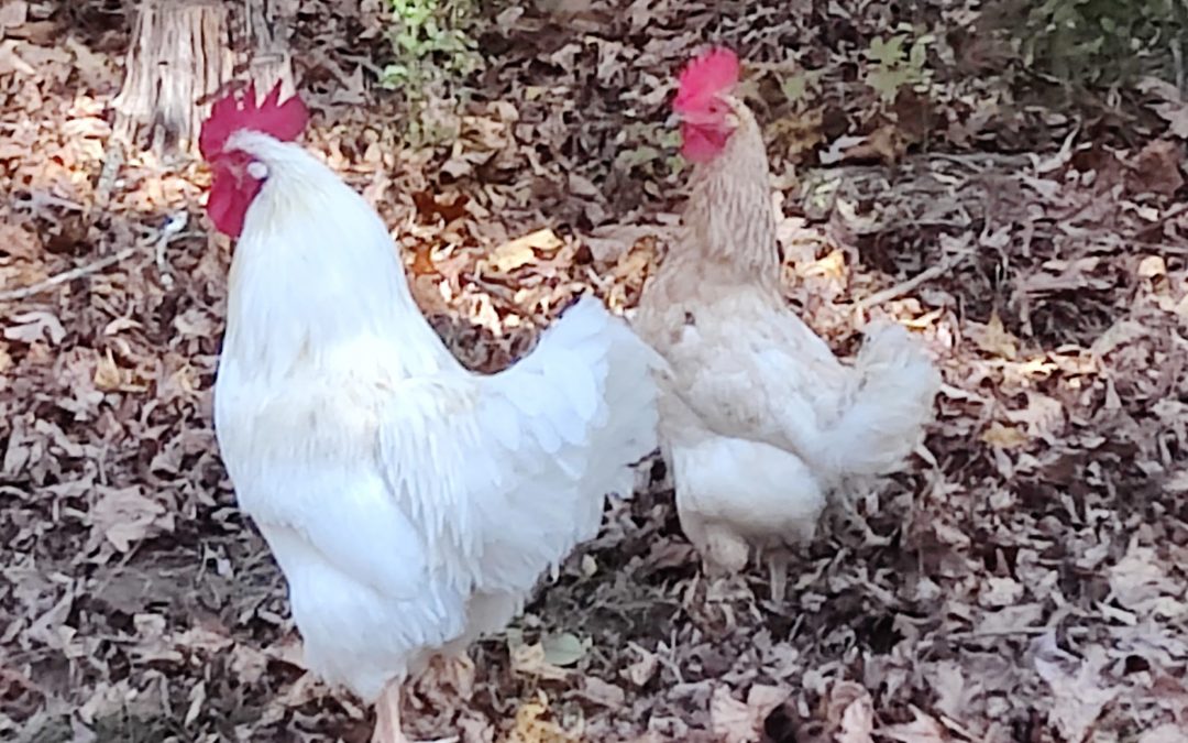 The OGs for the Sox Family Farm