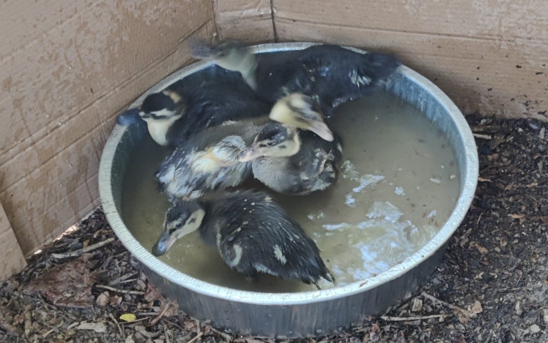 Bath time