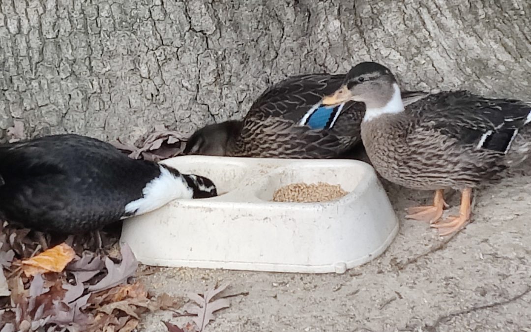Feeding time