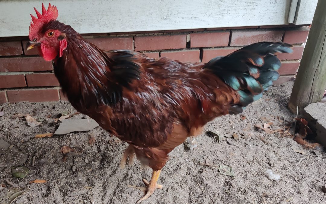 Need Some Hens