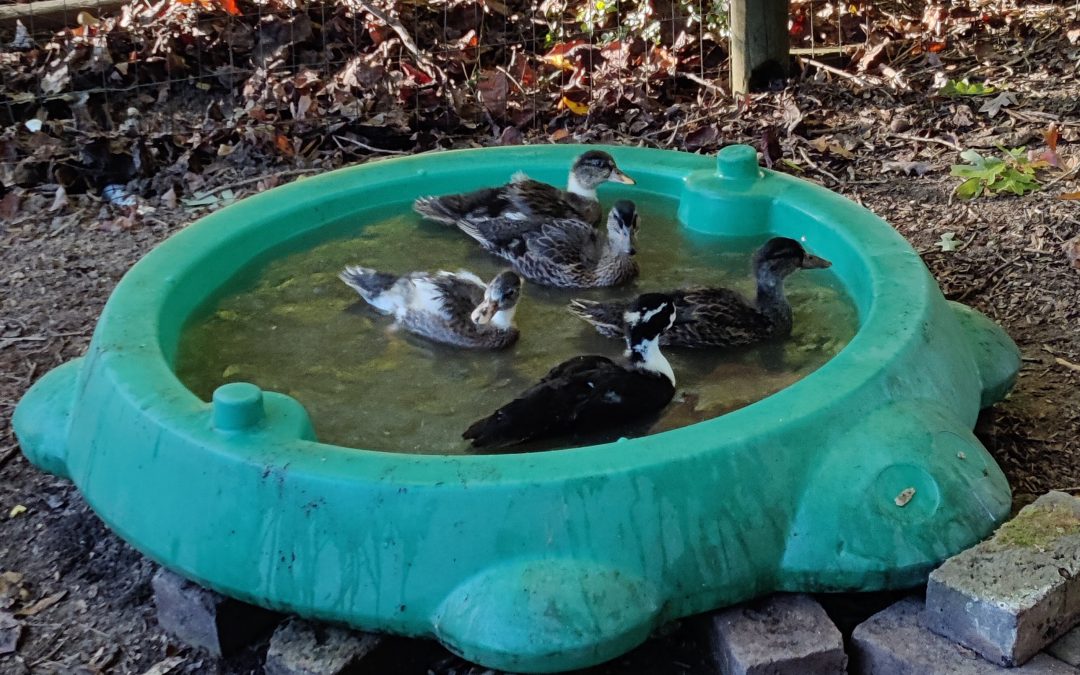 New improved pool