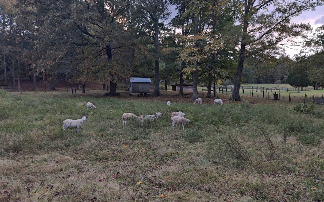 Visiting sheep