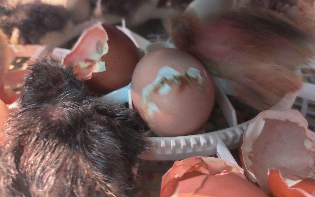More Chickens Have Arrived