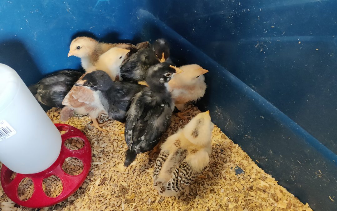 Moving Into Their Brooder