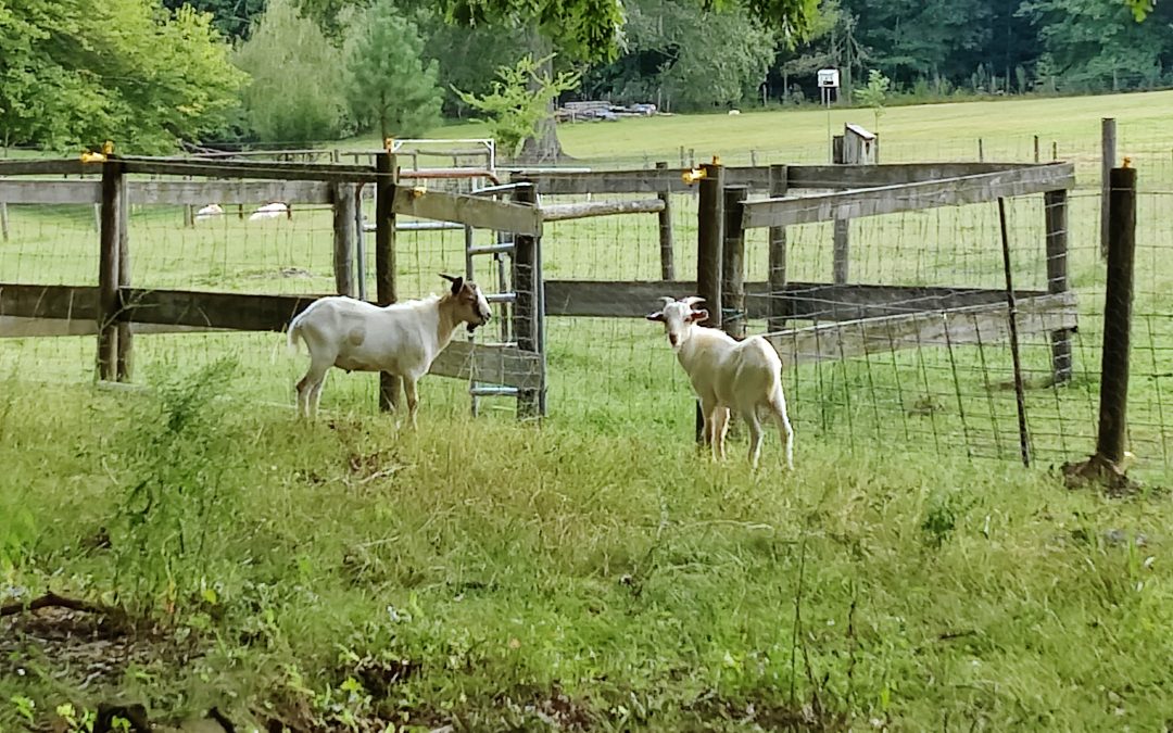 Exploring Their New Home