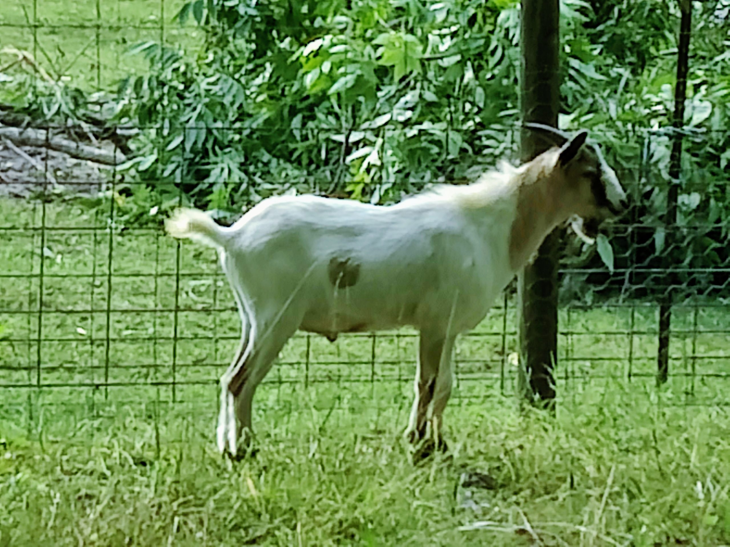 Pumba
