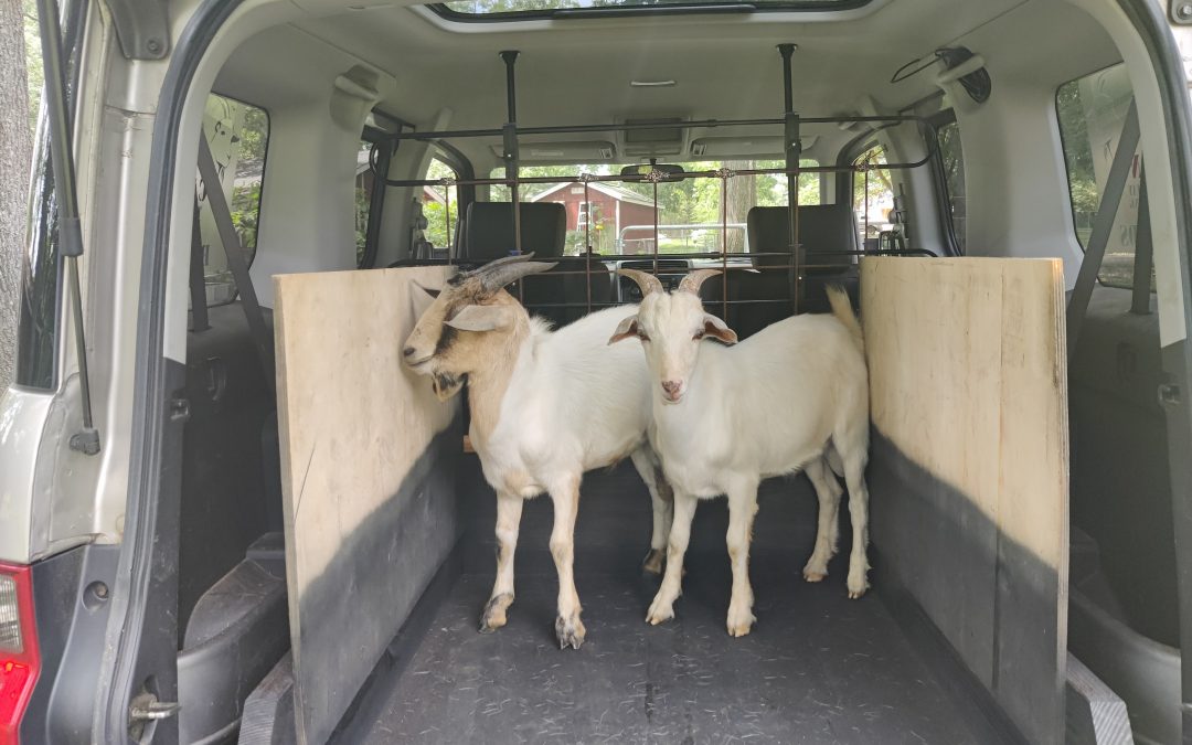 Taxi Ride