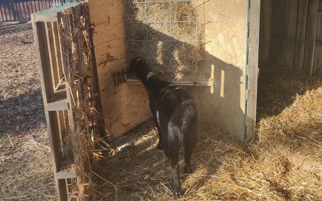 Enjoying the New Feeder