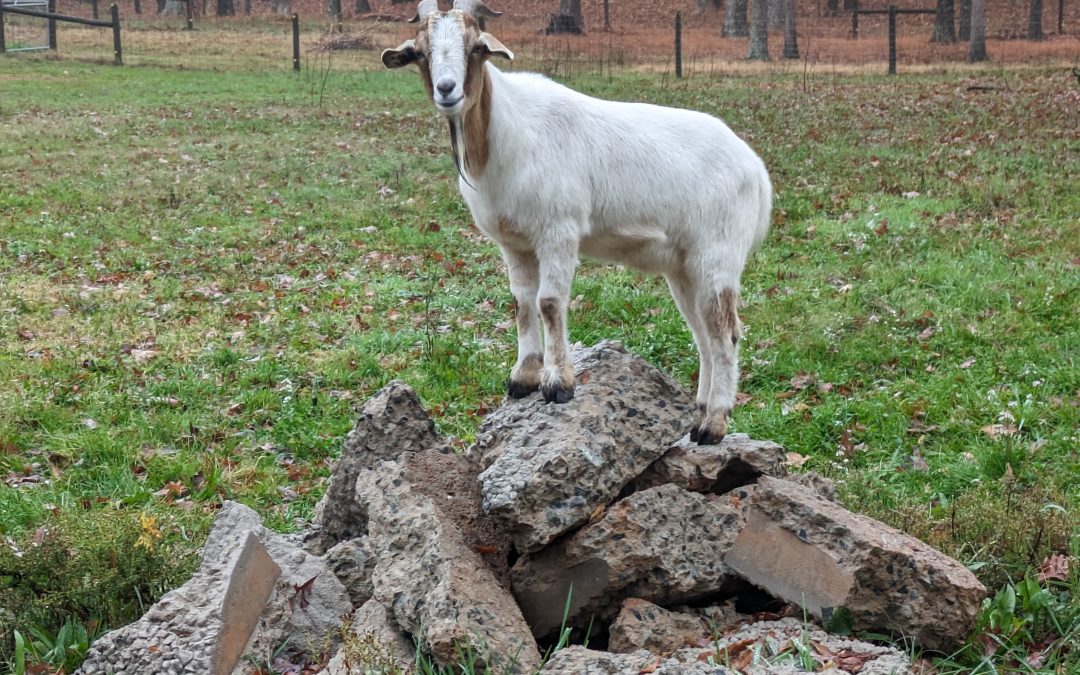 King of the Mountain