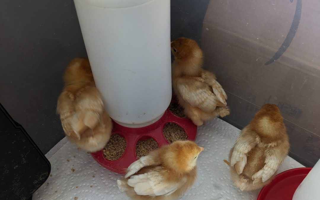 Sprouting Feathers