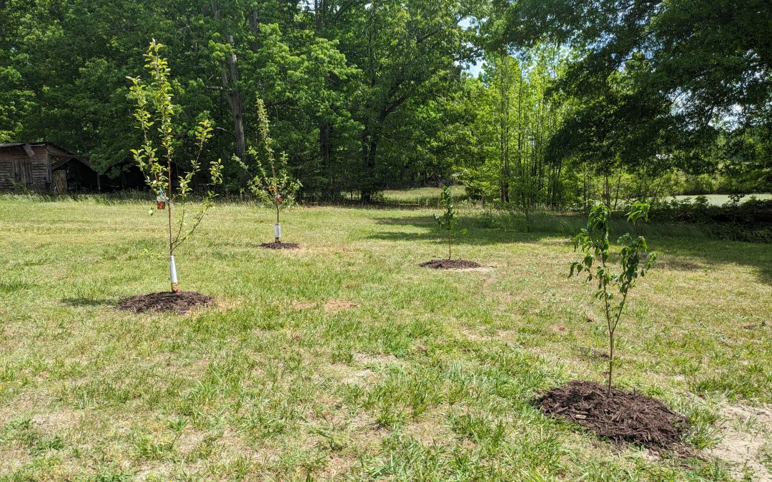 Orchard