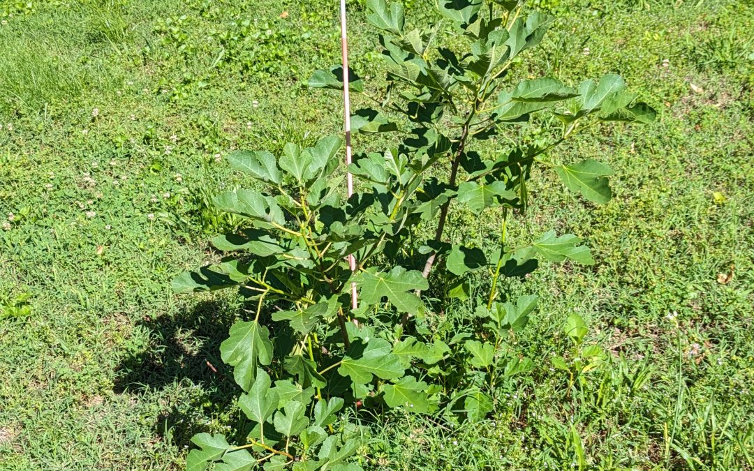 Figs