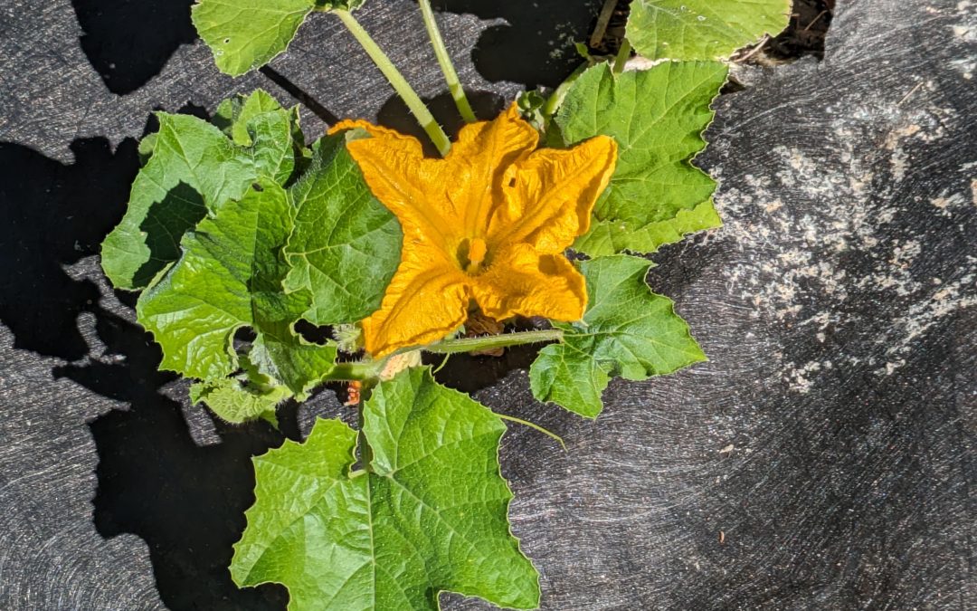 Pumpkin