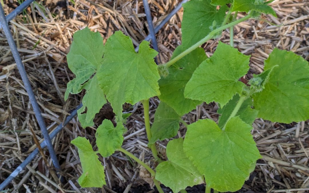 Cucumbers