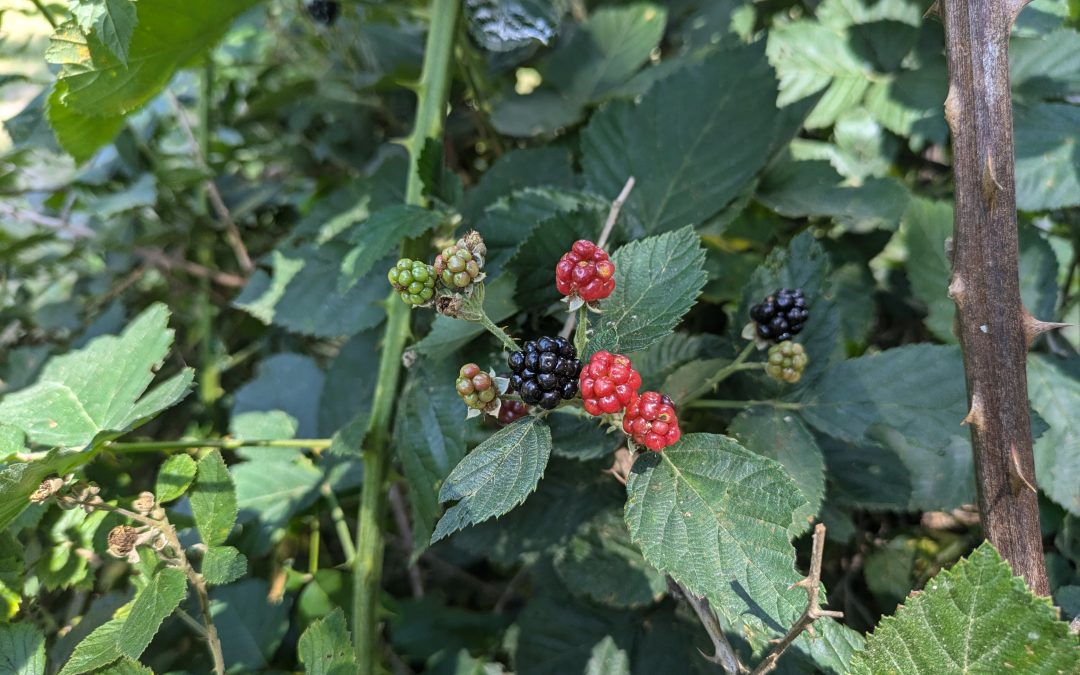 Blackberries