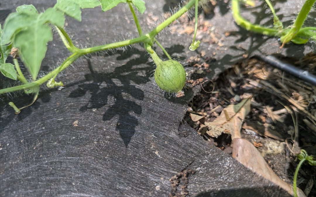 Baby Watermelons