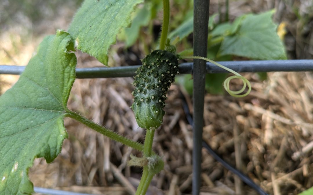 Pickles are on the Way